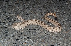 Crotalus cerastes cerastes