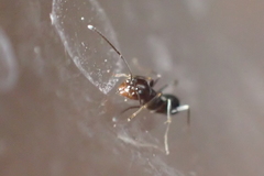 Dorymyrmex insanus
