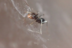 Dorymyrmex insanus