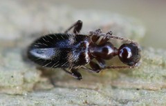 Malporus formicarius