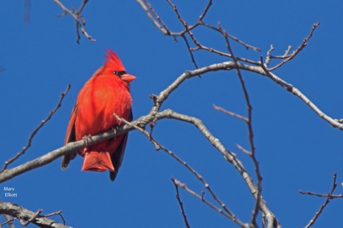 Northern Cardinal photographed in Vermont