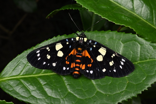 Episteme lectrix