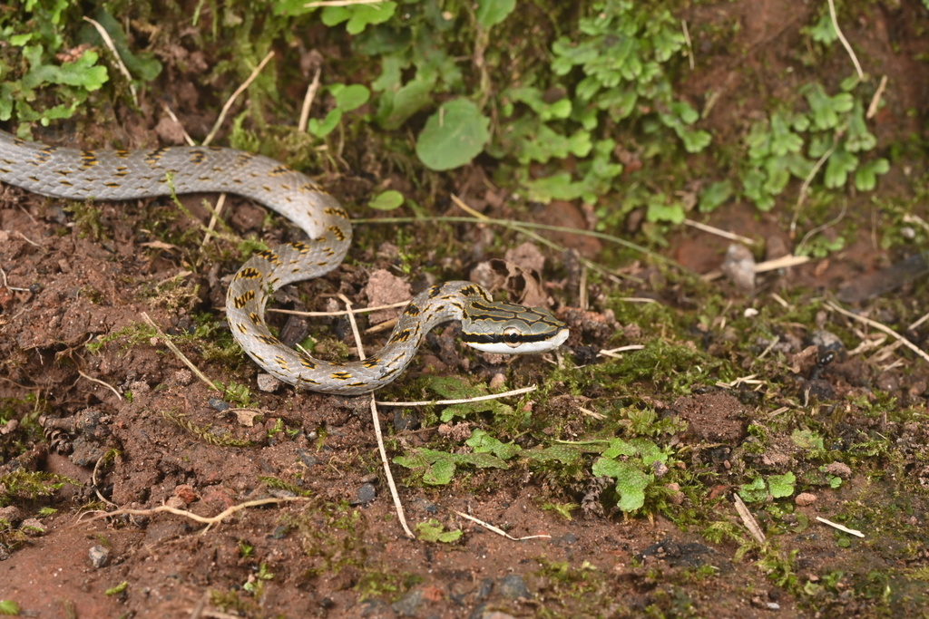 Rein Snake