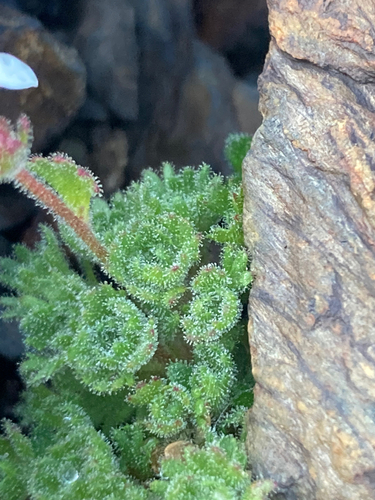 Image of Saxifraga pubescens by (c) Fabien Anthelme, some rights reserved (CC BY-SA)