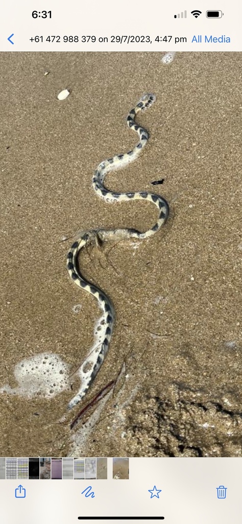 Annulated Sea Snake