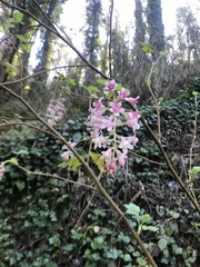 Ribes sanguineum glutinosum
