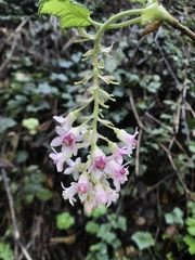 Ribes sanguineum glutinosum