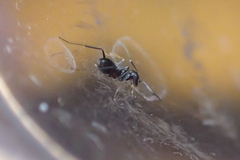 Dorymyrmex insanus