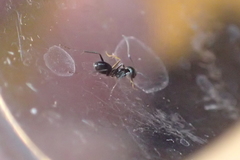 Dorymyrmex insanus