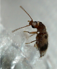 Notoxus calcaratus