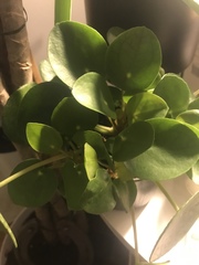 Pilea peperomioides