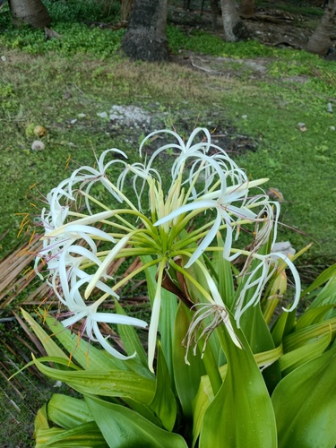 Crinum asiaticum