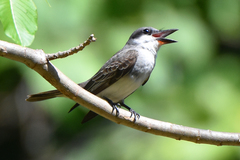 Tyrannus dominicensis