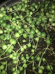 Curio rowleyanus