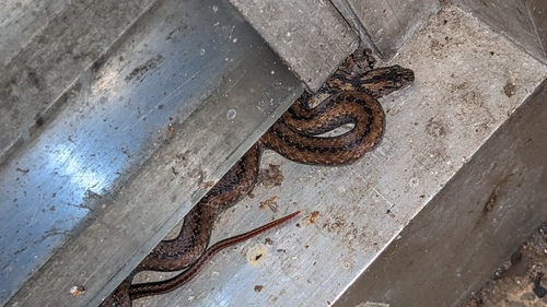 Northern Triangle-spotted Snake