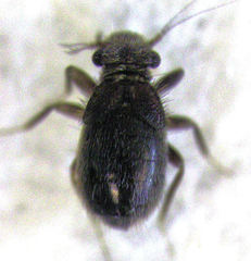 Lepinotus