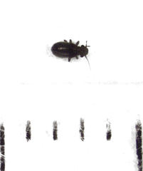 Lepinotus