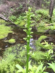Platanthera aquilonis