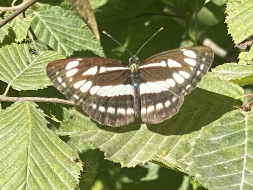 Pallas' Sailer photo 4
