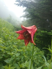 Lilium grayi