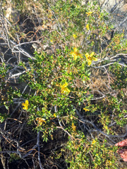 Larrea tridentata