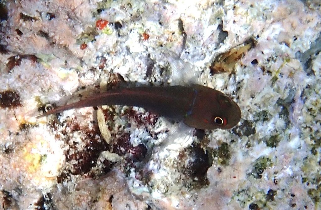 Chestnut blenny
