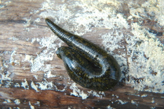 Haemopis