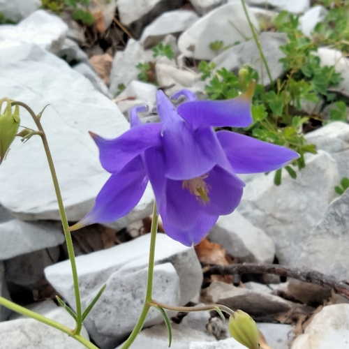 Bertoloni's columbine (Aquilegia bertolonii)