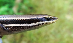 Marisora