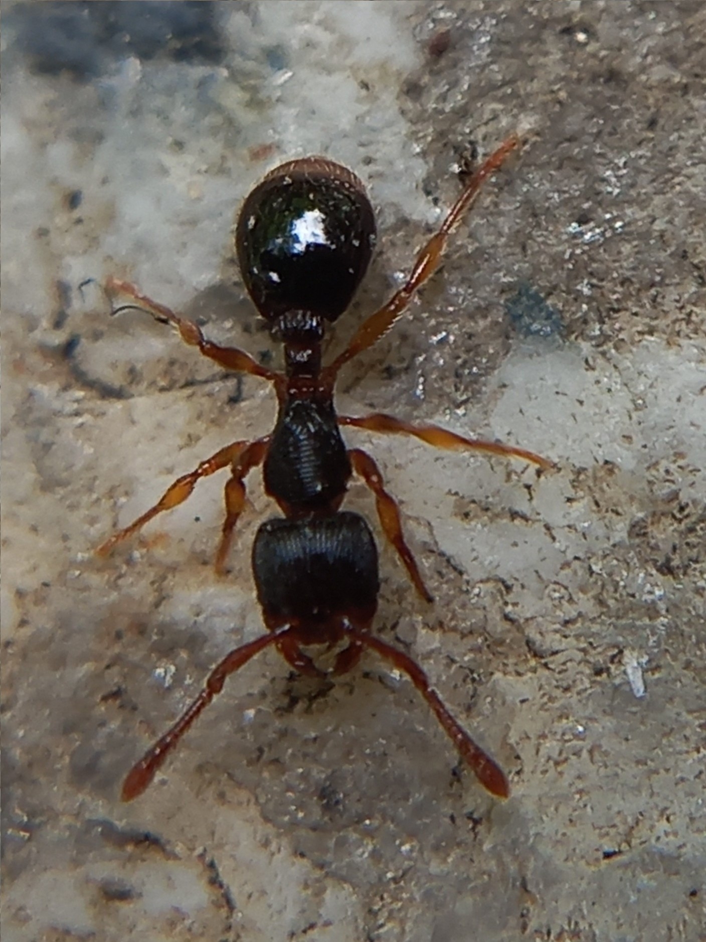 Myrmecina urbanii