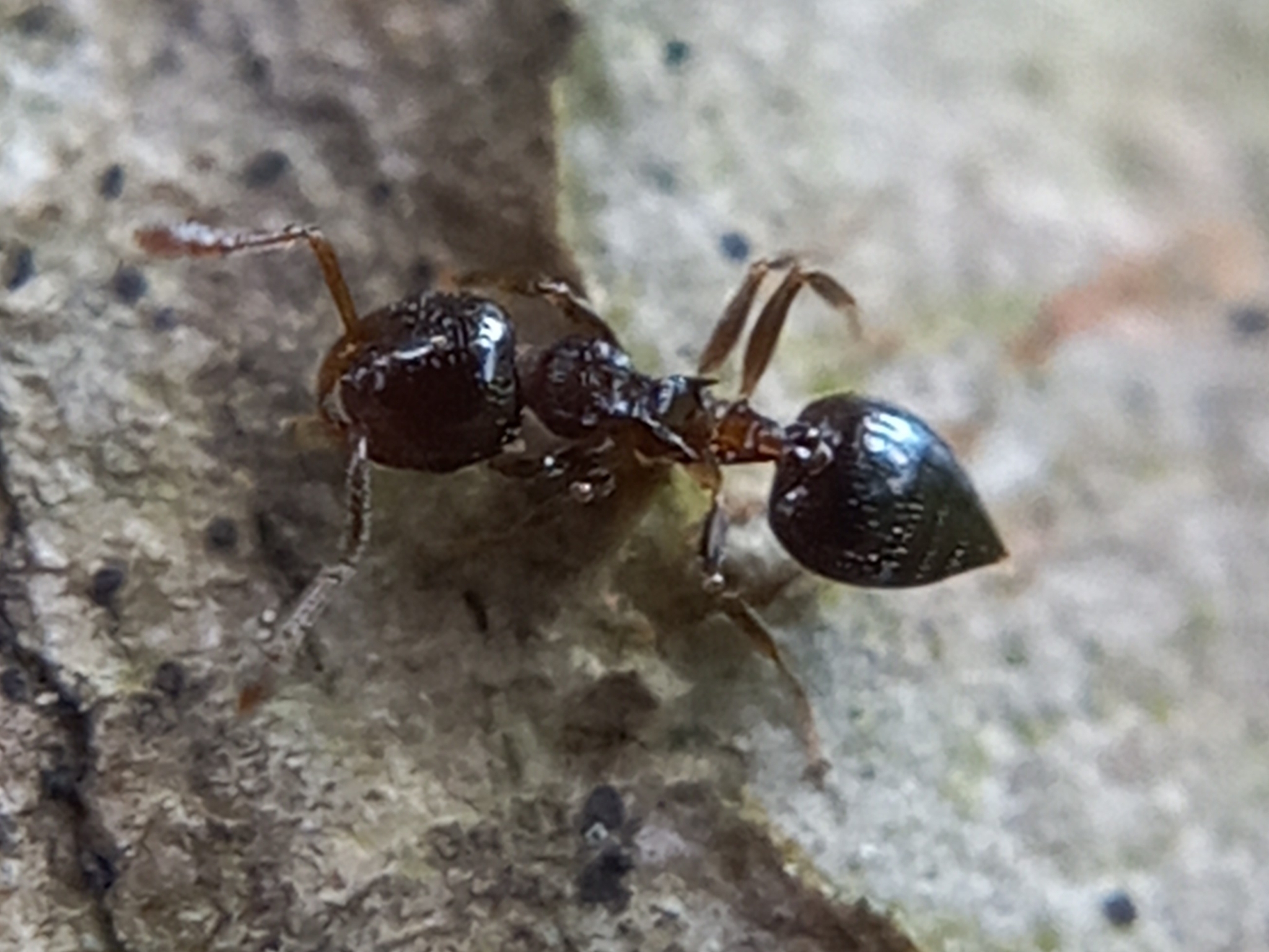 Crematogaster buddhae