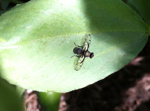 Boatman Fly photo 3