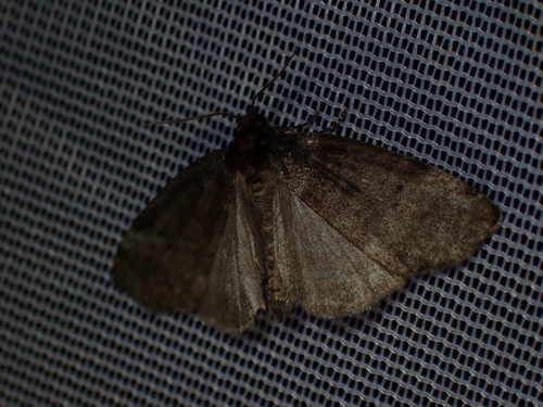 Common Lutestring, Schiermonnikoog, Netherlands, photo 10 of 10