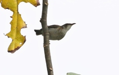 Ramsayornis modestus