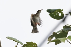 Ramsayornis modestus