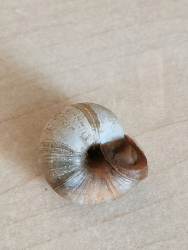 Lapinė krūmsraigė