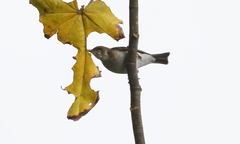 Ramsayornis modestus