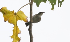 Ramsayornis modestus
