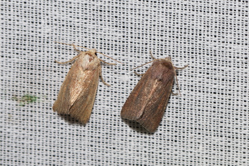 Mere Wainscot