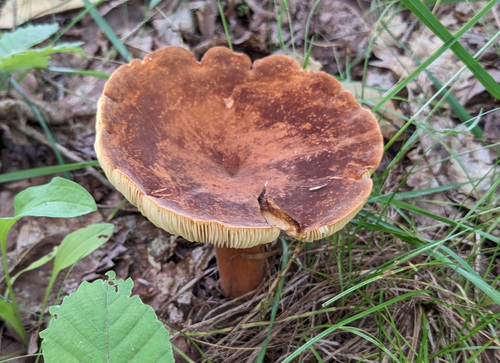Lactifluus volemus