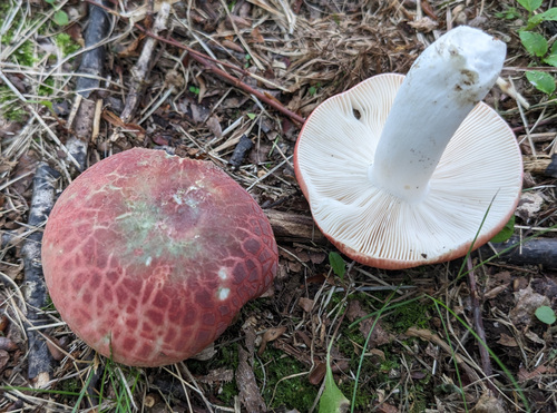 Russula viridirubrolimbata