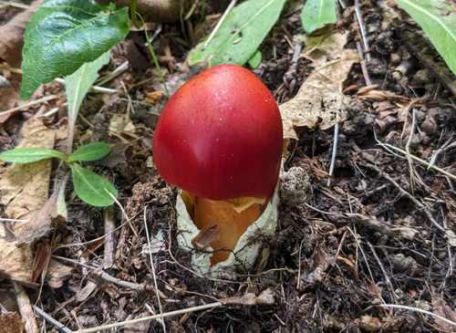 Amanita caesareoides