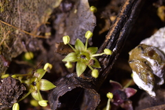 Neopanax colensoi, photograph Christopher Stephens, CC BY-SA, iNaturalist via GBIF