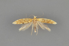 Argyresthia alternatella