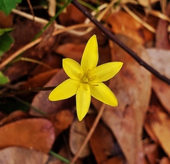 Hypoxis hirsuta