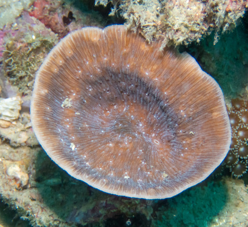 stone-leaf coral