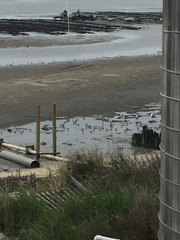Calidris canutus rufa