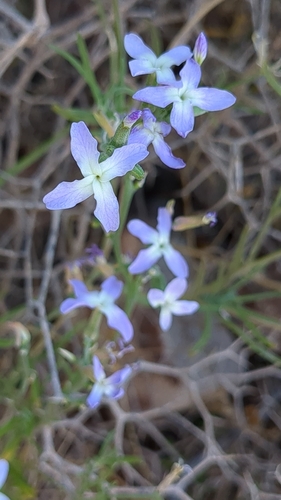 Matthiola bolleana subsp. viridis image