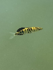 Leerfish photo 4