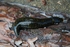 Haemopis